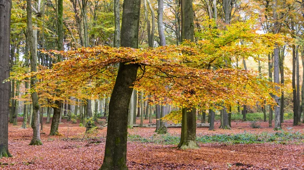 El bosque de Nartional park el Hoge Veluwe en los Países Bajos — Foto de Stock