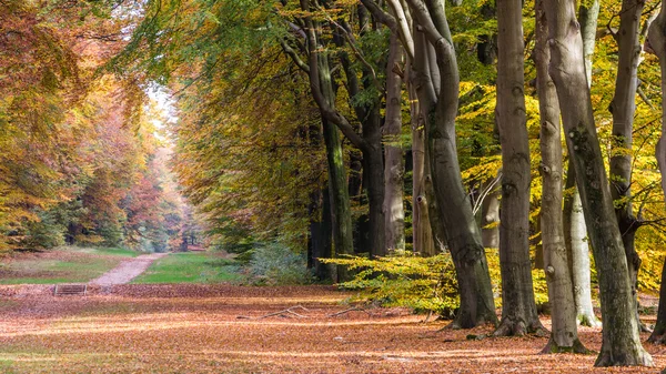 The forest of Nartional park the Hoge Veluwe in the Netherlands — Stock Photo, Image