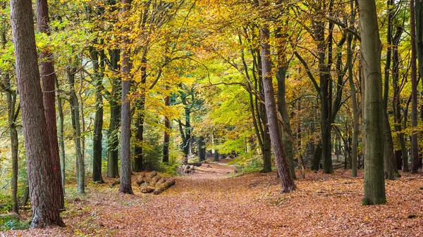 The forest of Nartional park the Hoge Veluwe in the Netherlands — Stock Photo, Image