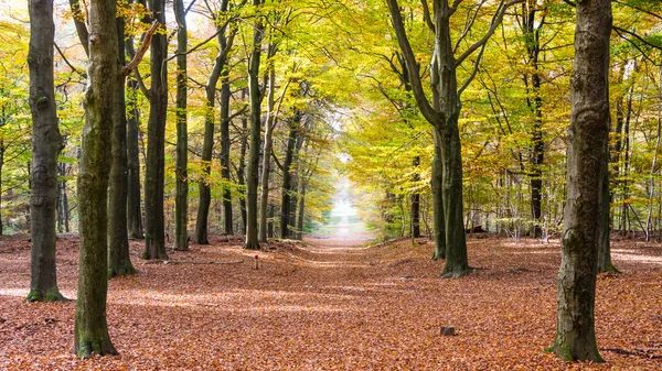 The forest of Nartional park the Hoge Veluwe in the Netherlands — Stock Photo, Image