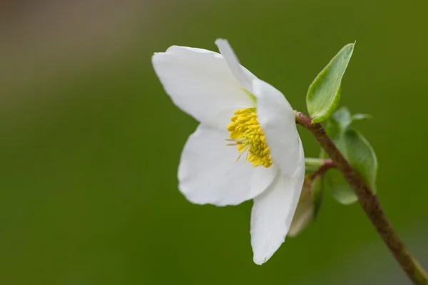 Flor de heléboro (helleborus orientalis) ou rosa de Natal — Fotografia de Stock