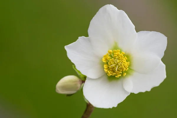 Цветок хеллебора восточного (helleborus orientalis) или роза мас — стоковое фото