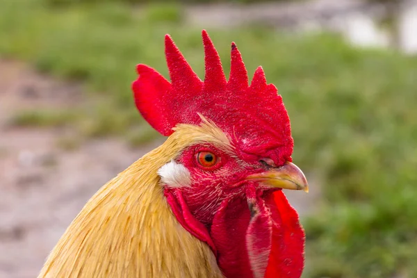 Close-up of a biological rooster in the field — Stock Photo, Image