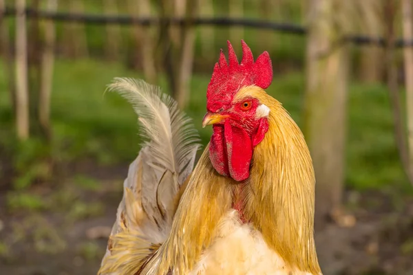 Close-up of a biological rooster in the field — Stock Photo, Image