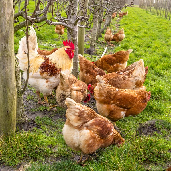 Bir meyve bahçesinde biyolojik tavuk