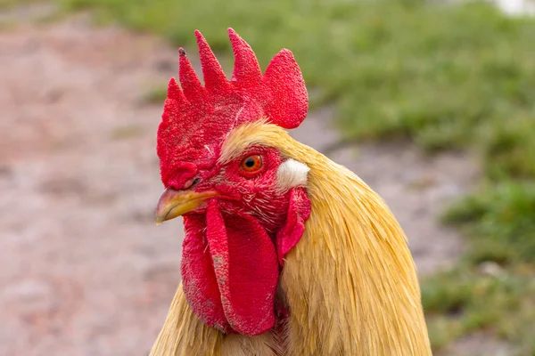 Primer plano de un gallo biológico en el campo —  Fotos de Stock