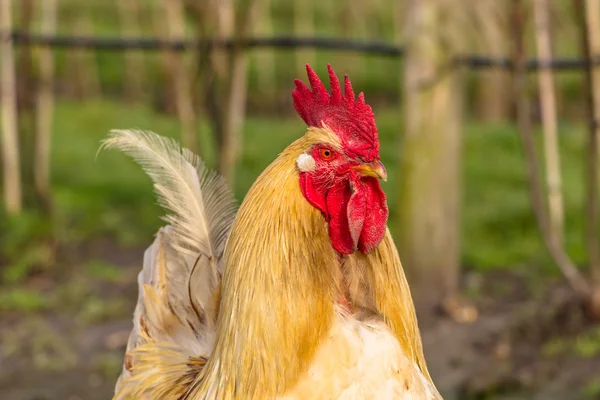 Close-up of a biological rooster in the field — Stock Photo, Image