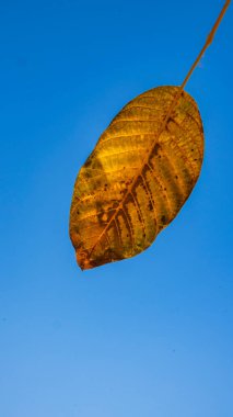 Yakın plan mavi arka plan güzel sarı yaprak açık güneşli bir günde mavi gökyüzü ve bahçenin zeminine karşı, sonbahar zamanı, en iyi manzara, parlak renkler ve yumuşak odak.