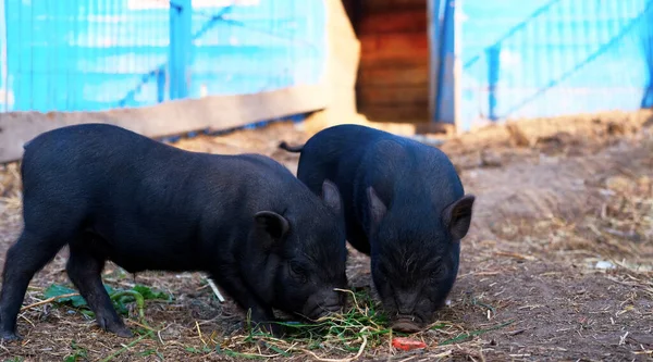 Two cute little black mini pigs in the meadow looking for food. farm concept.Black piggy together at the zoo, farm. self-grown organic products.Eco-friendly animal husbandry. Vietnamese pigs on a farm