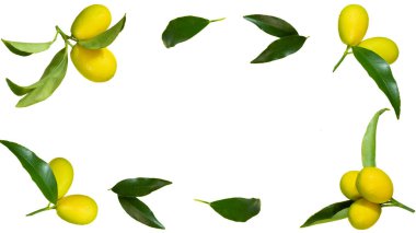 Yapraklı kumkatlı kumkatlı veya kumkatlı taze kumkatlı havadan düşen yapraklar fotokopi alanı için beyaz arkaplan çerçevesine izole edilmiş yiyecek kaldırma kavramı seçici odaklı