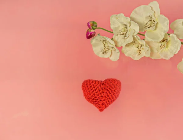 Jeden czerwony dzianiny serca i białe kwiaty orchidei na różowym tle. Orchidee z miłości. Miejsce na tekst, miejsce na tekst, 14 lutego, Walentynki — Zdjęcie stockowe