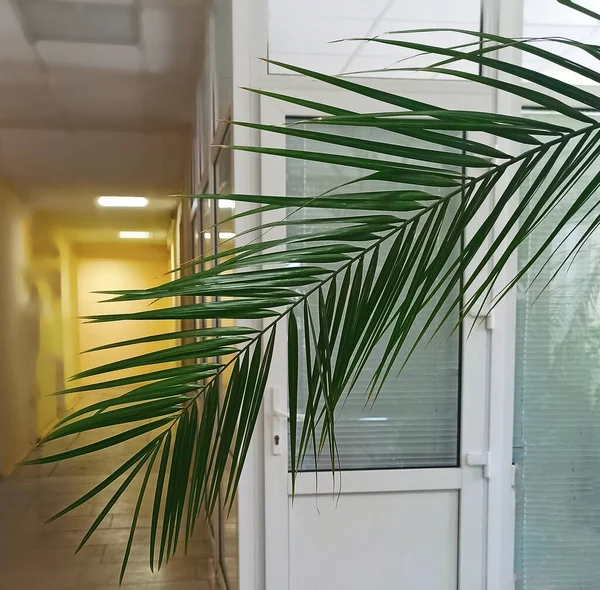 Part of palm tree on white background in the office.