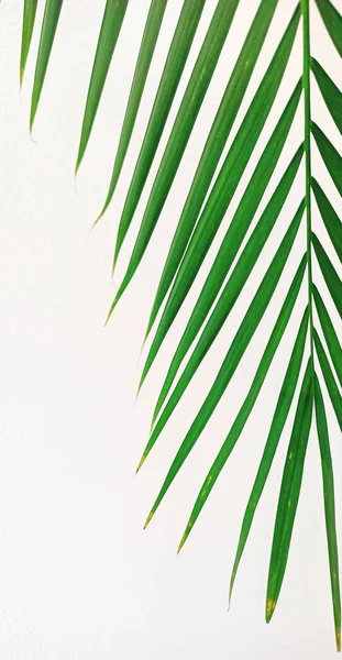 Part of palm tree on white background in the office.