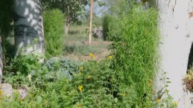 Bahar doğası sahnesi. Güzel bir manzara. Karahindiba, yeşil çim, ağaçlar ve çiçeklerle dolu bir park. Sakin bir arkaplan, güneş ışığı. Manzara güzelliği arka planı