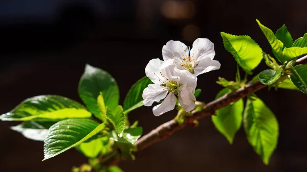 Frühling Blüht Mit Weißen Blumen Kirschbaum Der Anfang Der Geburt — Stockfoto