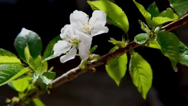 Vår blommar med vita blommor körsbär träd i början av livets födelse — Stockvideo