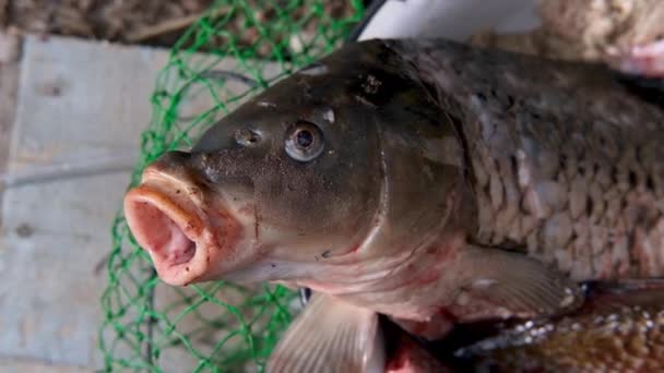 Pescados capturan, capturados y carpas peladas masacradas peces abre la boca. Pescado mientras limpia — Vídeo de stock