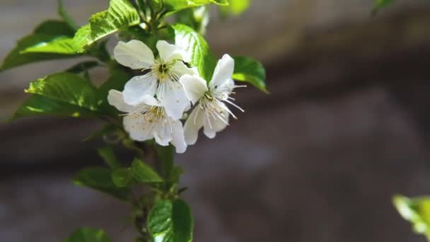 Flores de primavera com flores brancas cerejeira o início do nascimento da vida — Vídeo de Stock