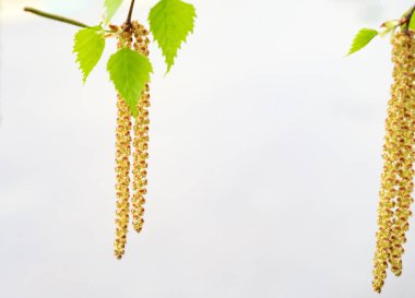 Bulanık arka planda küpeleri olan yeşil huş ağacı dalı. Bahar. Üretim tıbbı, kozmetoloji ve gıda endüstrisinde yaygın olarak kullanılan huş ağacının sembolü.