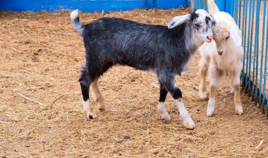 Çiftlikte iki küçük koyun. Doğal arkaplanı kapat