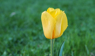 Şakayık çiçekli sarı lale. Lale Apeldoorn 'un Çifte Güzelliği. Sarı ve turuncu lalelerin parlak tonları seçici odak noktası