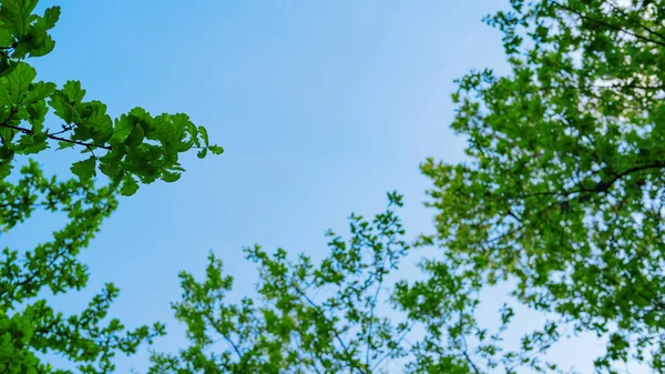 Verse Groene Bomen Blauwe Lucht Voorjaar Selectieve Focus — Stockfoto