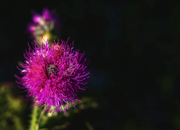 Fiore Silybum marianum su sfondo nero.La pianta spinosa di un cardo viene utilizzata in medicina per la pulizia e la protezione del fegato — Foto Stock