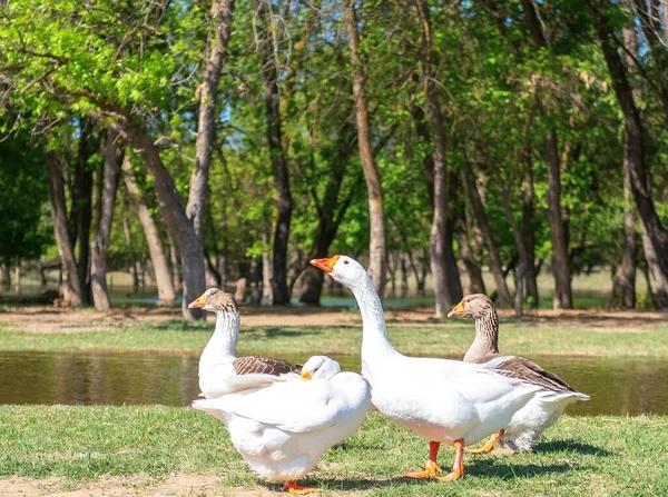 A group of geese walking through the forest by the river. White goose leader male spring summer outdoor recreation. Pets birds.