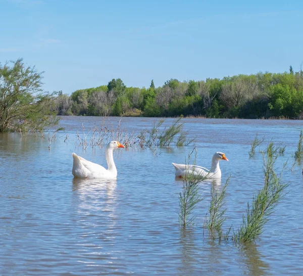 A group of geese walking through the forest by the river. White goose leader male spring summer outdoor recreation. Pets birds.