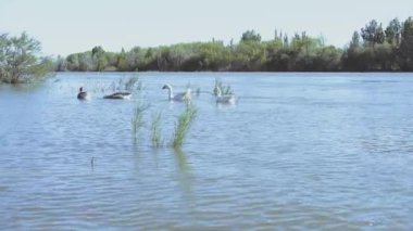 Kümes hayvanları ve ördekler ilkbahar mevsiminde nehirde balık avlamak için yüzerler.