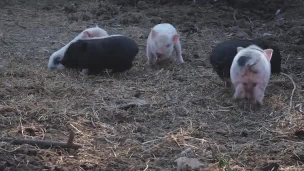 Pequenos leitões cor-de-rosa e pretos estão correndo pela fazenda. Os leitões correm e comem. Criação de porcos. Pecuária e leitão da agricultura. Engraçado porquinhos bonitos em uma fazenda de animais. Pequenos leitões domésticos — Vídeo de Stock