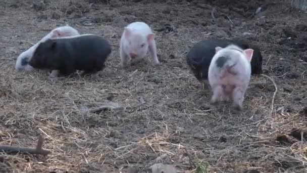 A group of cute newborn pigs at the farm. The concept of bio, animal health, friendship, love for nature. vegan and vegetarian style — Stock Video