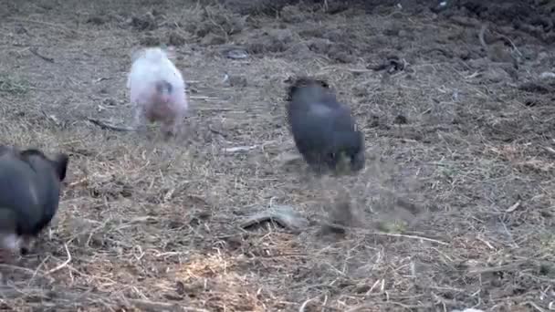 Eine Gruppe niedlicher neugeborener Schweine läuft auf dem Hof umher. Bio-Konzept, Tiergesundheit, Freundschaft, Liebe zur Natur — Stockvideo