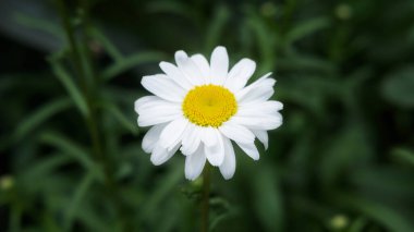 Papatya çiçeği. Aşırı yakın plan Daisy Camomile tek çiçekli makro çerçeve manzaralı. Güzel papatya çiçekleri. Papatya çiçeği bahçesiyle dolu. Papatya çiçeği. seçici odak