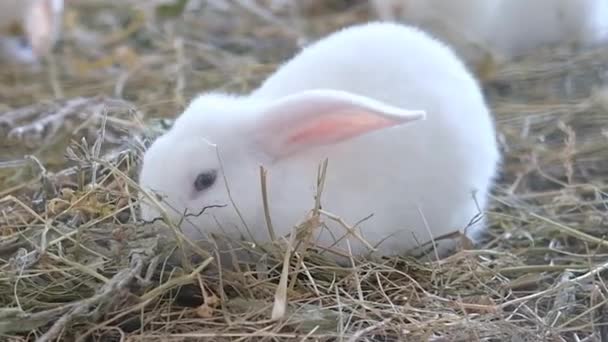 Små, små söta vita kaniner, kanin äter och rinner genom höet på gården — Stockvideo