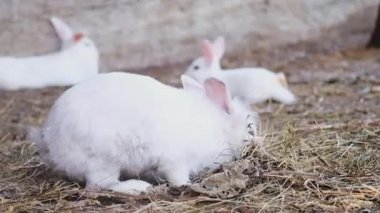 Küçük, minik beyaz tavşanlar, tavşancık çiftlikteki samanların arasında yer ve koşar.