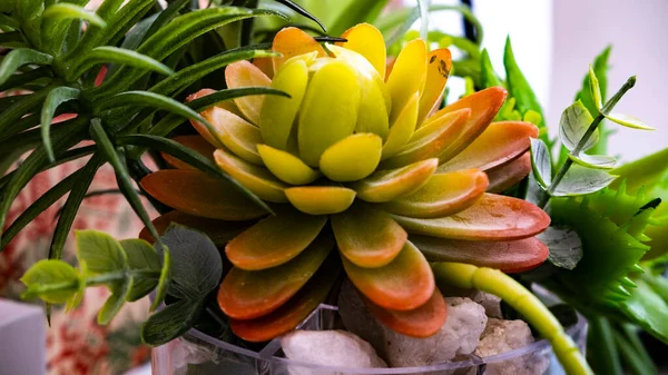 Close Beautiful Artificial Succulent Agave Plant Florarium Home Interior — Stock Photo, Image