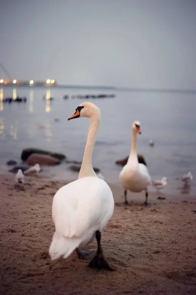 Beyaz kuğular denizin yanındaki kumda yürür.