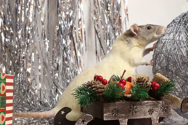 Mandalinalı beyaz-siyah fareler, yılın sembolü.