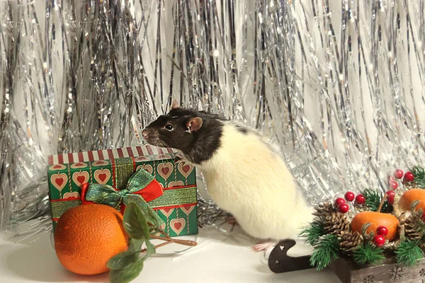 Mandalinalı beyaz-siyah fareler, yılın sembolü.