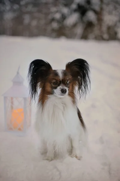 Papillon köpek kışın karda oturur, arkada bir lamba yanar.