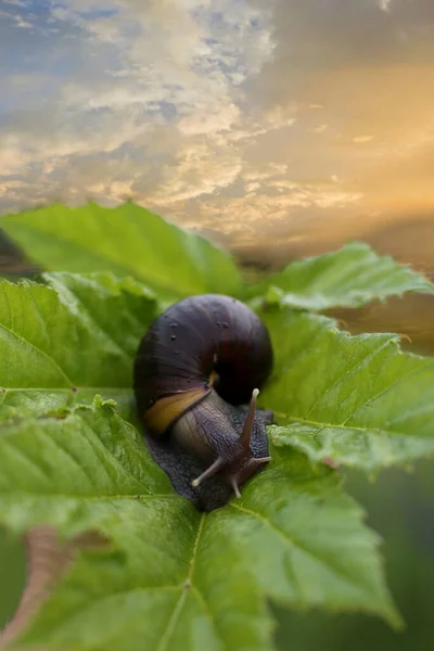 Yeşil yapraklı büyük Achatina salyangozu, seçici odaklı.