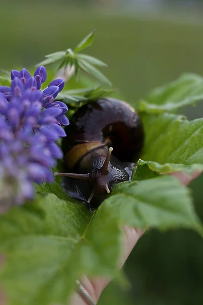 Yeşil yapraklı büyük Achatina salyangozu, seçici odaklı.