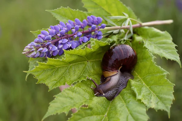 Yeşil yapraklı büyük Achatina salyangozu, seçici odaklı.