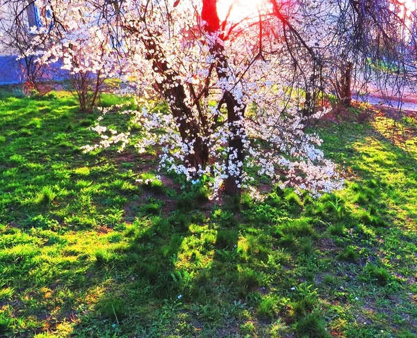 Een Bloeiende Boom Achtergrond Van Rijzende Zon Andere Bomen Enkele — Stockfoto