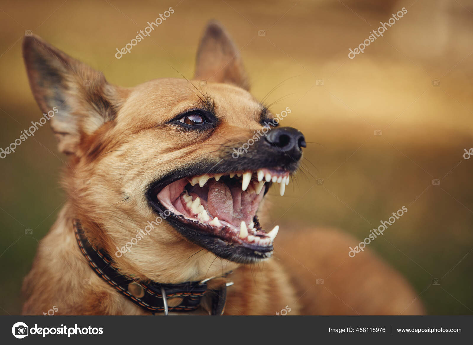 Puppy Growls At Strangers