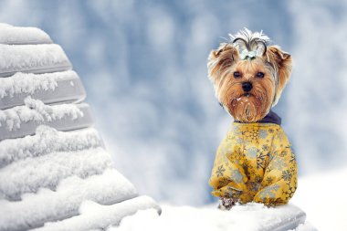 Yorkshire teriyer köpeği kış yürüyüşüne çıktı.