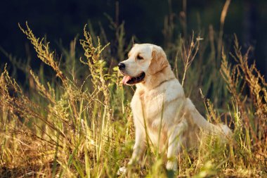 Köpek Labrador Retriever yeşil çimlerde oturur.