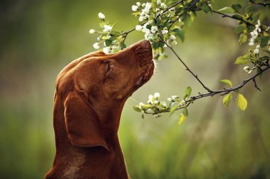 Macar Vizsla köpeği yeşil bir çayırda koşar