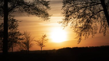Ağaçların arasından doğada turuncu gün batımı. Gökyüzüne karşı karanlık bir bitki silueti. Yüksek kalite fotoğraf